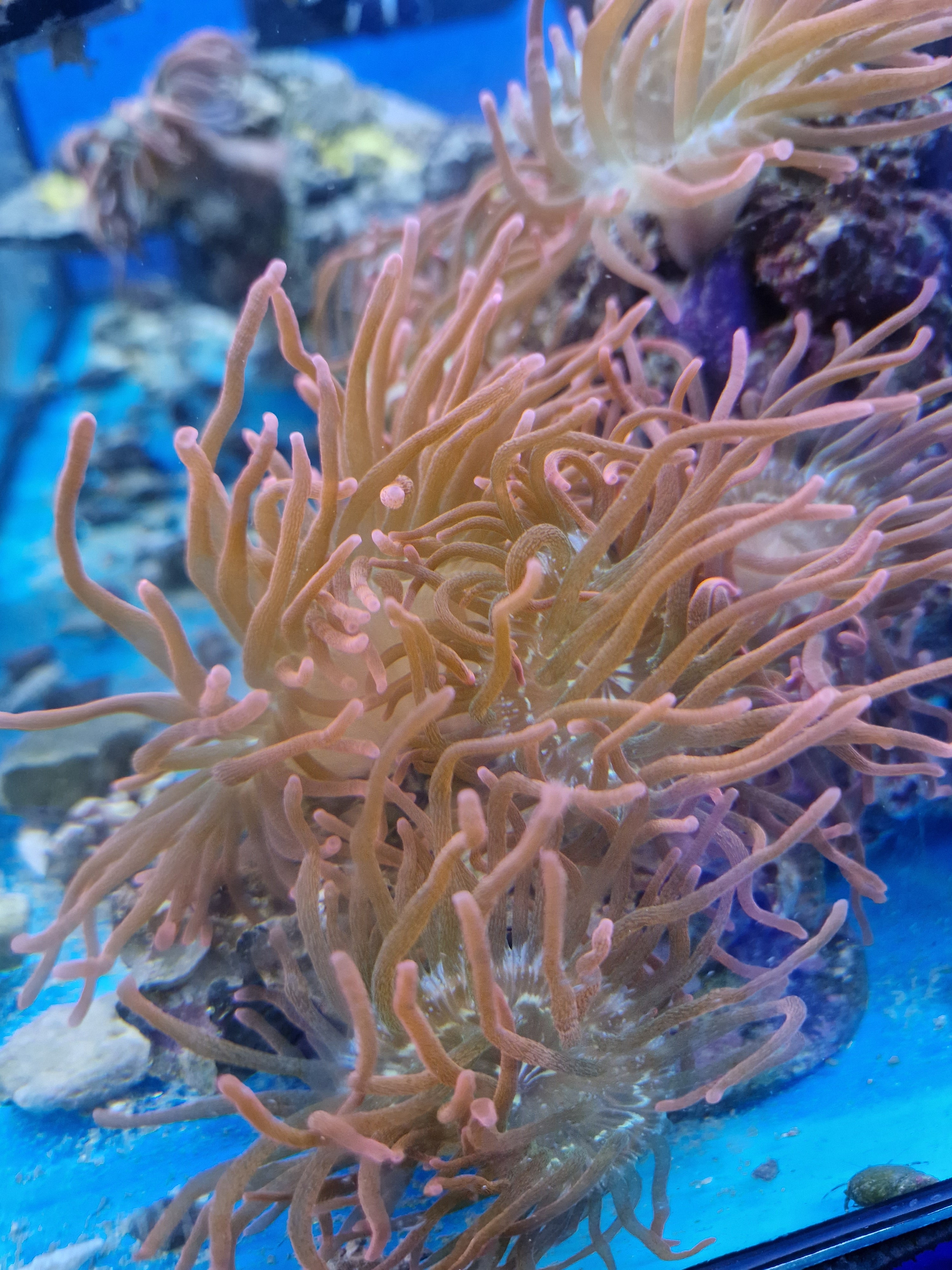 Tri Colour Anemone – Love Corals