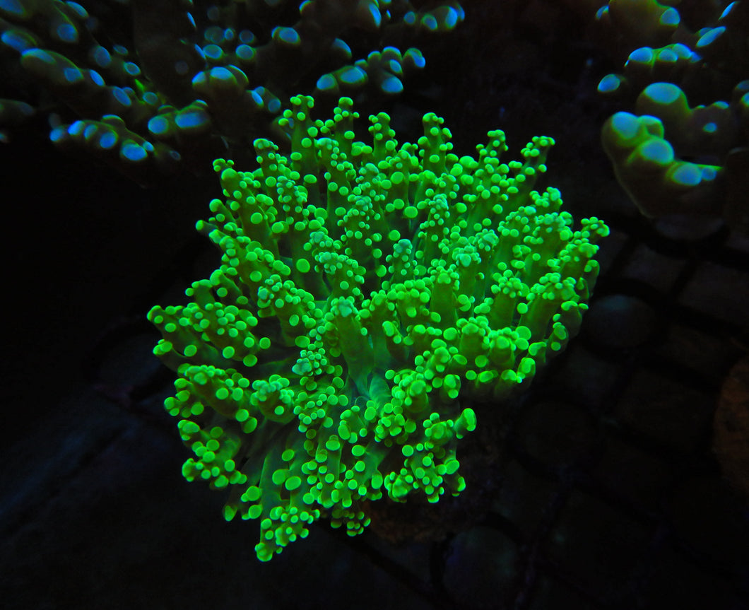 Frogspawn Coral  WYSIWYG FB15A1B