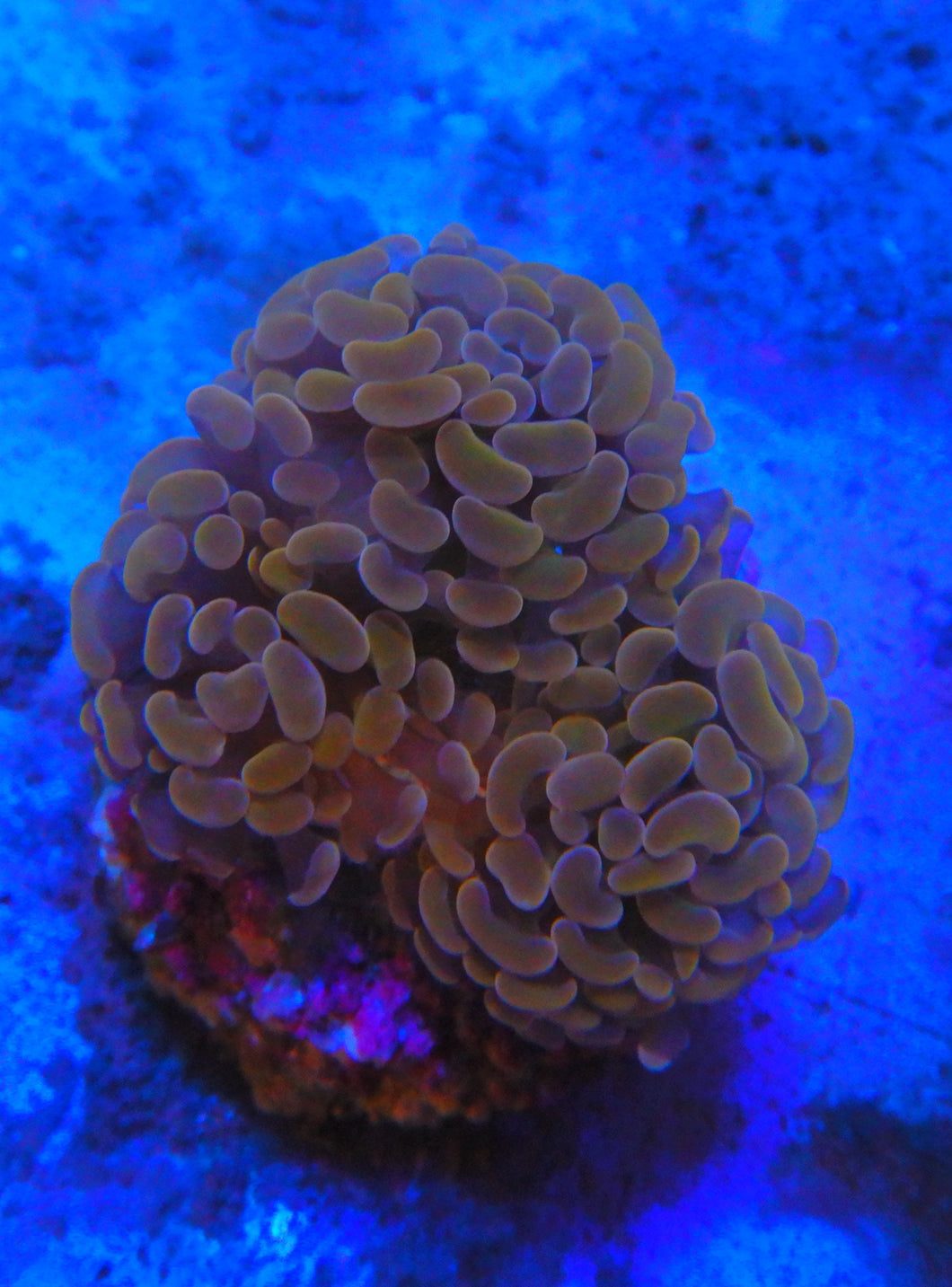 Hammer Coral WYSIWYG MA25a