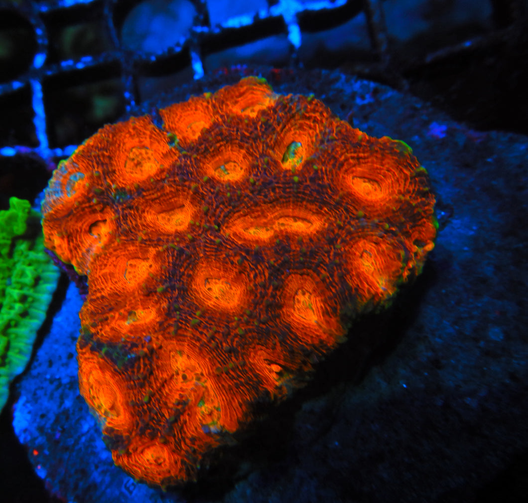 Rainbow Echinata Coral WYSIWYG A20a