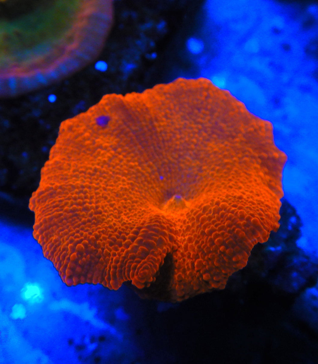 Orange Crush Jawbreaker Electus Mushroom WYSIWYG APR26a