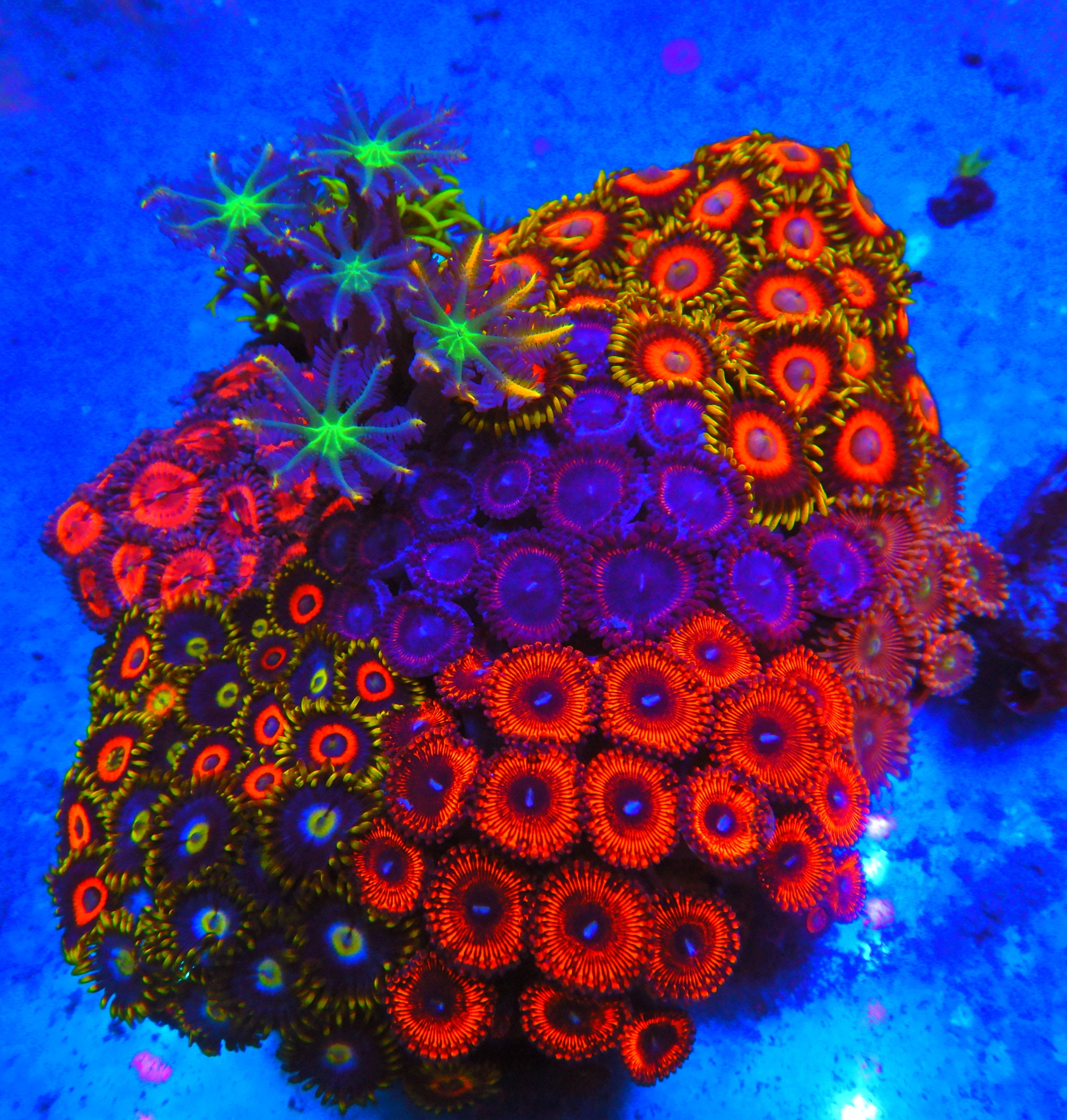 Collectors Grade Coral Garden WYSIWYG MY31B – Love Corals