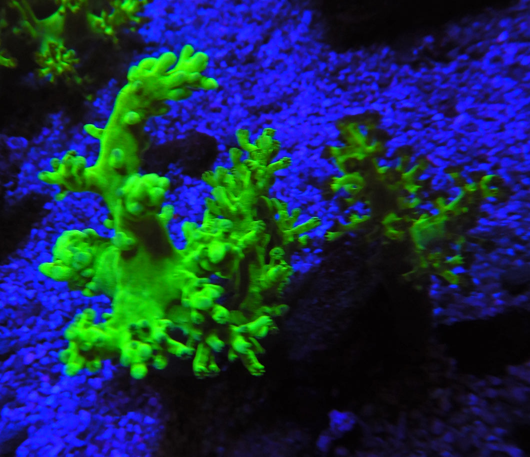 Flourescent Green Kenya Tree Coral J21a