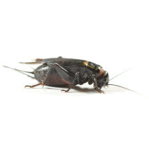 Black Crickets, Standard, 18-25mm Tub
