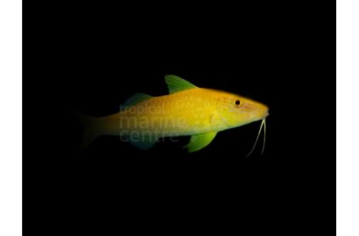 Yellow Goat Fish (Parupeneus cyclostomus)