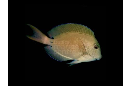 Lavender Tang 4 inches approx (Acanthurus nigrofuscus)