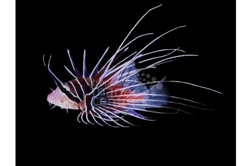 Radiata Lionfish (Pterois radiata) Venomous