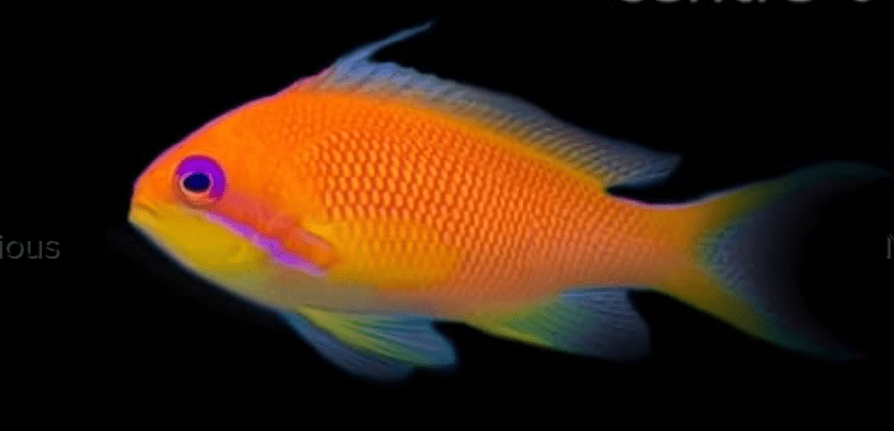 Shoal of 5 female Wreck Fish Pseudanthias squamipinnis)