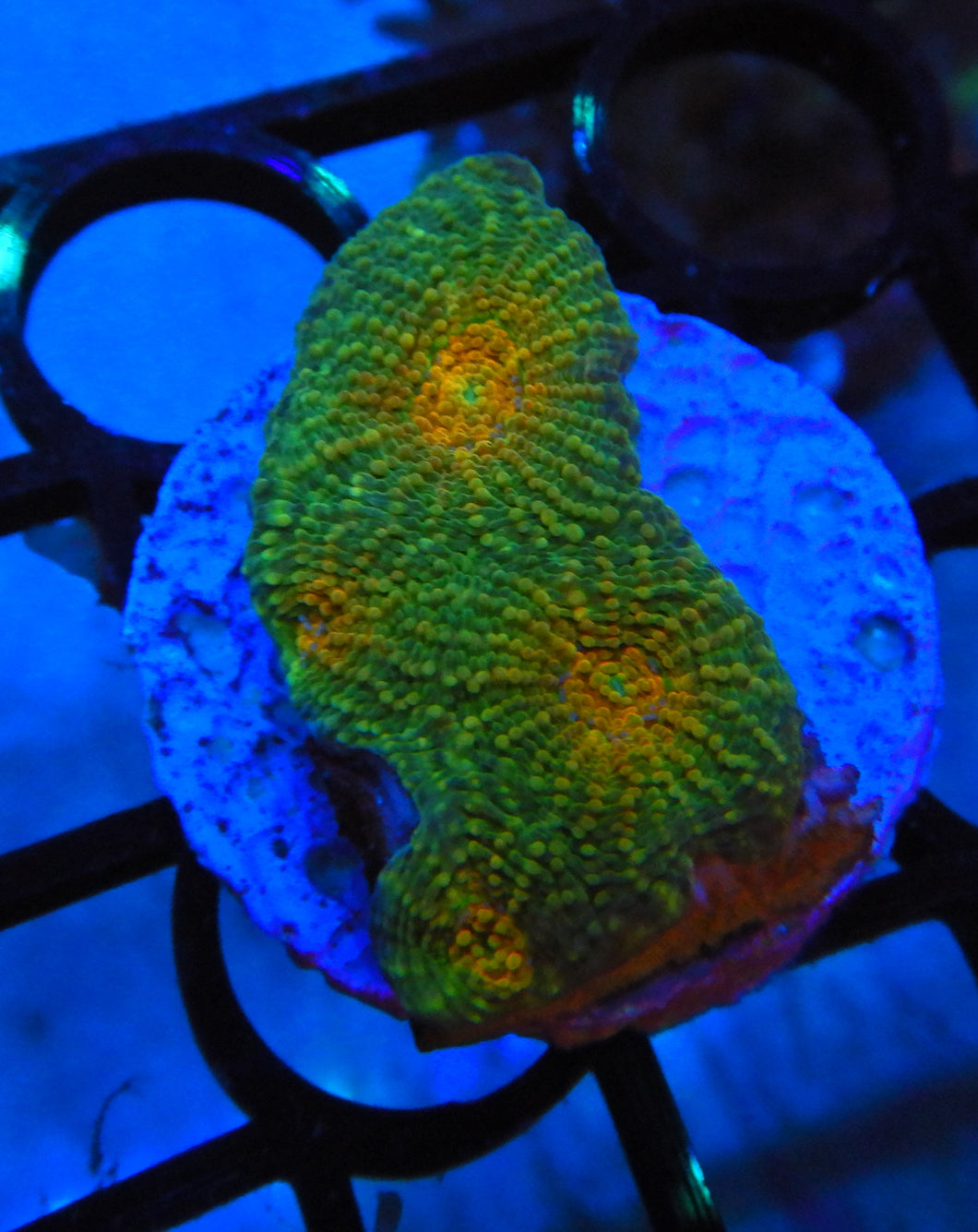 Pineapple Coral Frag (favia) WYSIWYG MA29b