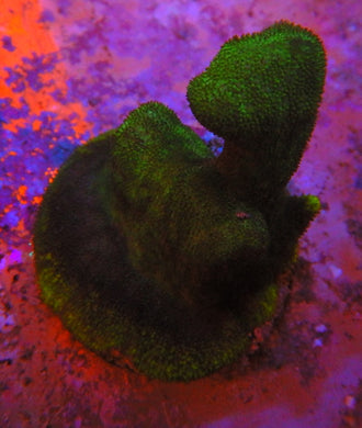 Psammacora Coral