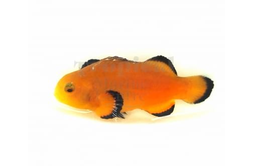 Tank Bred Naked Clown Fish PAIR out of stock available for pre order