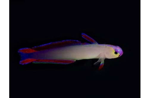 Purple Fire Fish  (Nemateleotris exquisita)